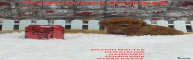 Caniche Toy Cachorro 9