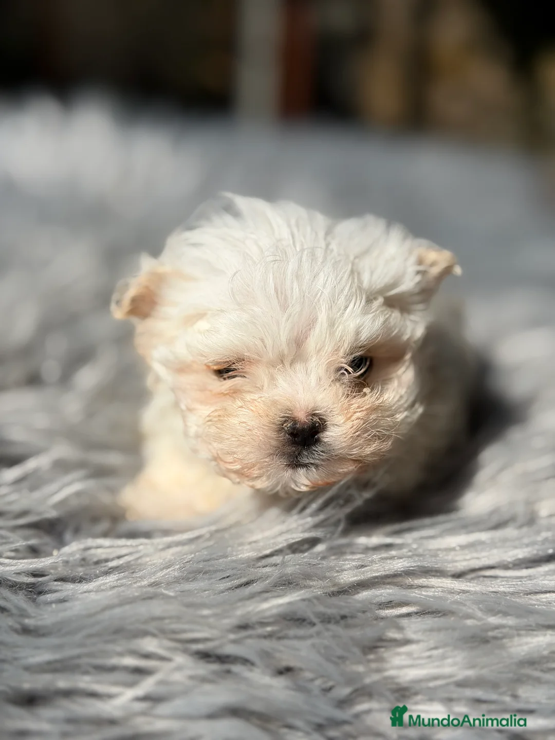 Bichón Maltés perros en venta: Bichon coreano micro  - Anuncio 6