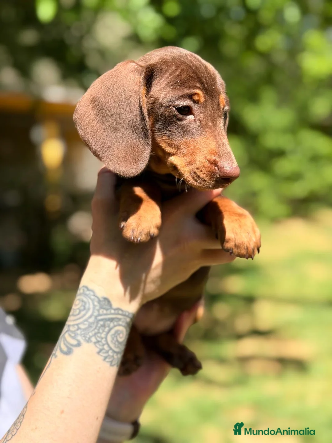 Teckel Miniatura perros en venta: TECKEL MINIATURA COLOR CHOCOLATE  - Anuncio 1