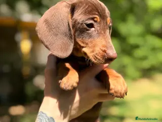 Teckel Miniatura perros TECKEL MINIATURA COLOR CHOCOLATE - Anuncio 3