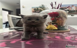 Británico de Pelo Corto Azul gatos en venta: British - Imagen 1