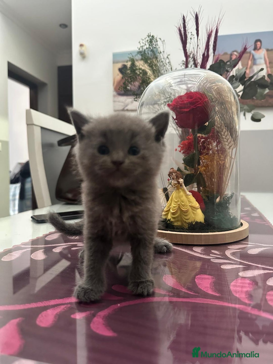 Británico de Pelo Corto Azul gatos en venta: British - Imagen 1