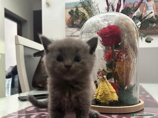 Británico de Pelo Corto Azul gatos - Anuncio 9