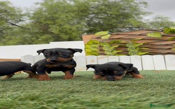 Pinscher Miniatura perros en venta: PINSCHER MUNIATURA - Imagen 20