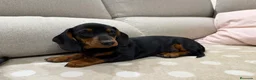 Teckel Miniatura perros en venta: Teckel miniatura Madrid listo para entregar  - Anuncio 2