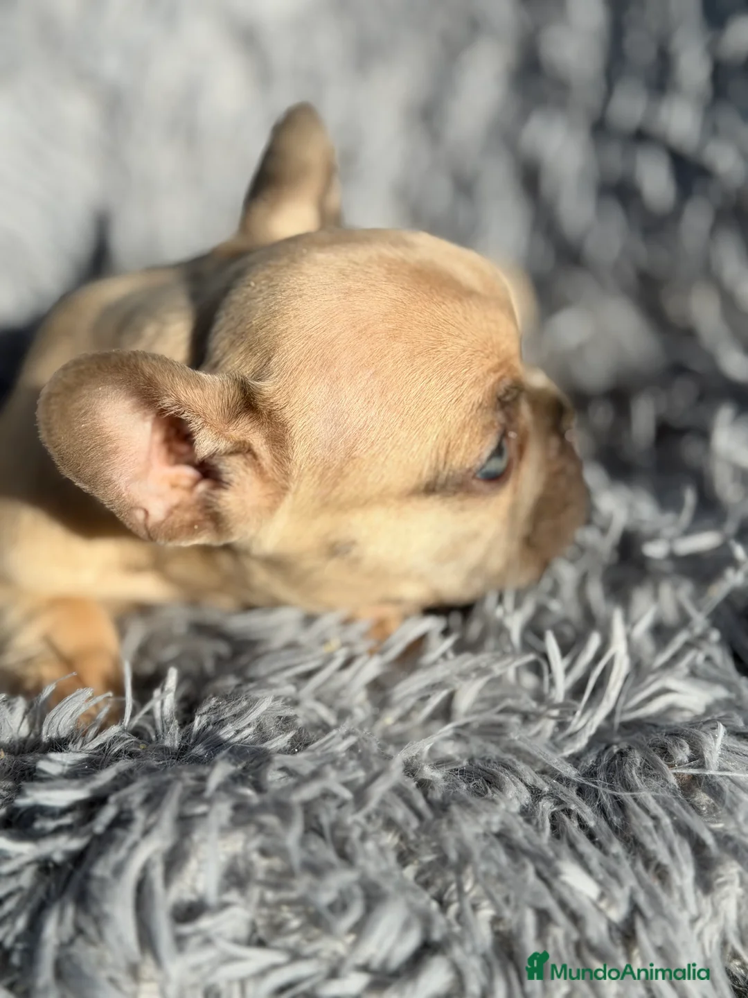 Bulldog Francés perros en venta: Bulldog francés Blue faw  - Anuncio 4