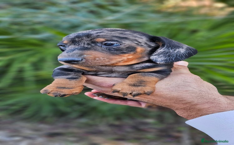 Teckel perros Teckel miniatura  - Anuncio 19