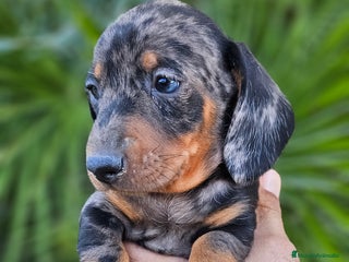 Teckel perros Teckel miniatura - Anuncio 8