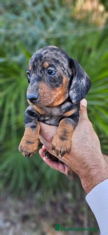 Teckel perros Teckel miniatura - Anuncio 19