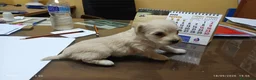 Maltipoo perros en venta: Preciosas hembras de Maltipoo  - Anuncio 4