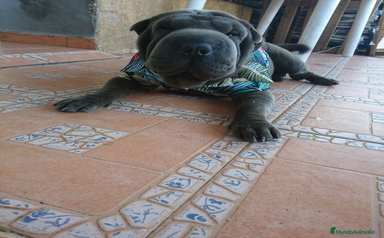 Shar Pei perros - Propaganda 3