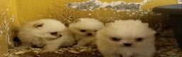 Pomerania perros en venta: Cachorros de Pomerania  - Anuncio 1