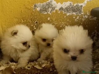 Pomerania perros Cachorros de Pomerania - Anuncio 1