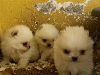 Pomerania perros Cachorros de Pomerania - Anuncio 15