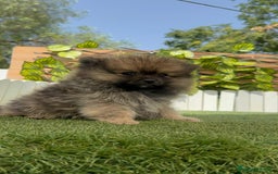 Pomerania perros en venta: POMERANIA MACHO - Imagen 8
