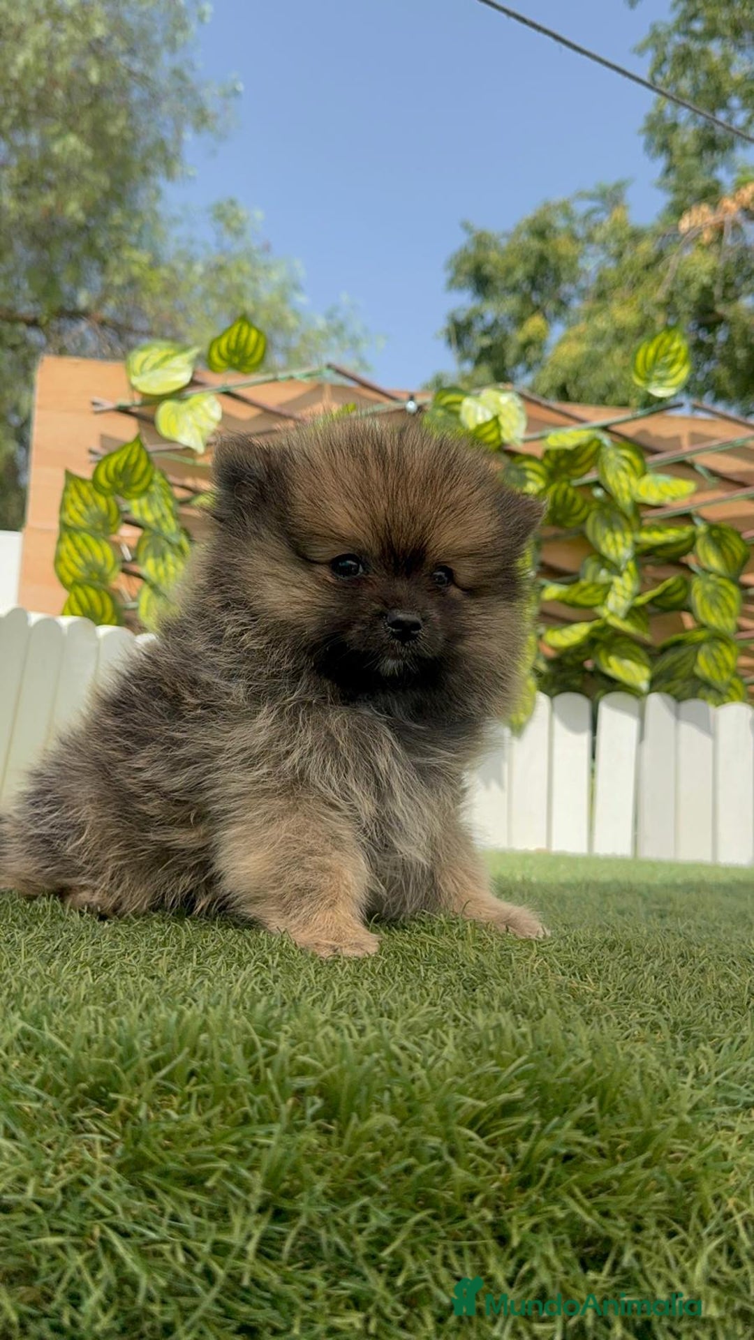 Pomerania perros en venta: POMERANIA MACHO - Imagen 8