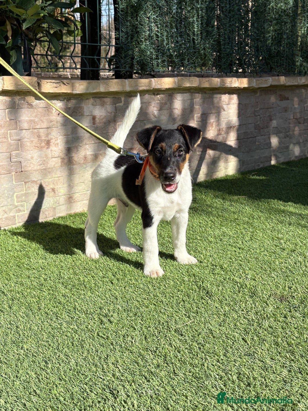 Fox Terrier de Pelo Liso perros en venta:  Preciosos Fox terrier pelo liso  - Imagen 2