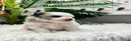 Pomerania perros en venta: POMERANIA - Anuncio 6