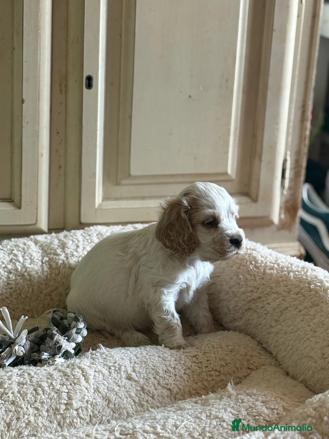 Cocker Spaniel Inglés perros en venta: Cocker spaniel inglés  - Anuncio 1