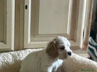 Cocker Spaniel Inglés perros Cocker spaniel inglés - Anuncio 1