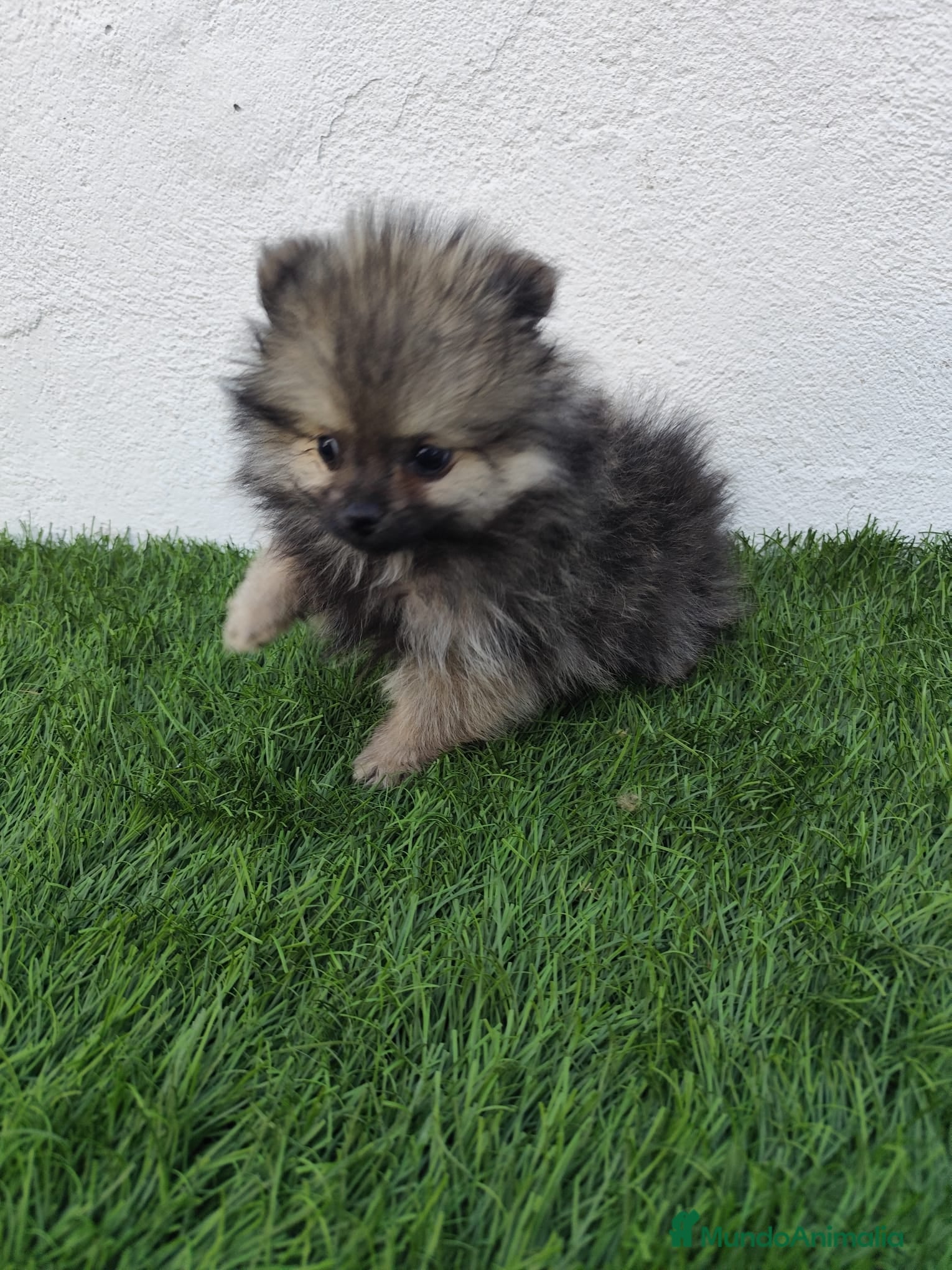 Pomerania perros en venta: Pomerania toy  - Anuncio 5