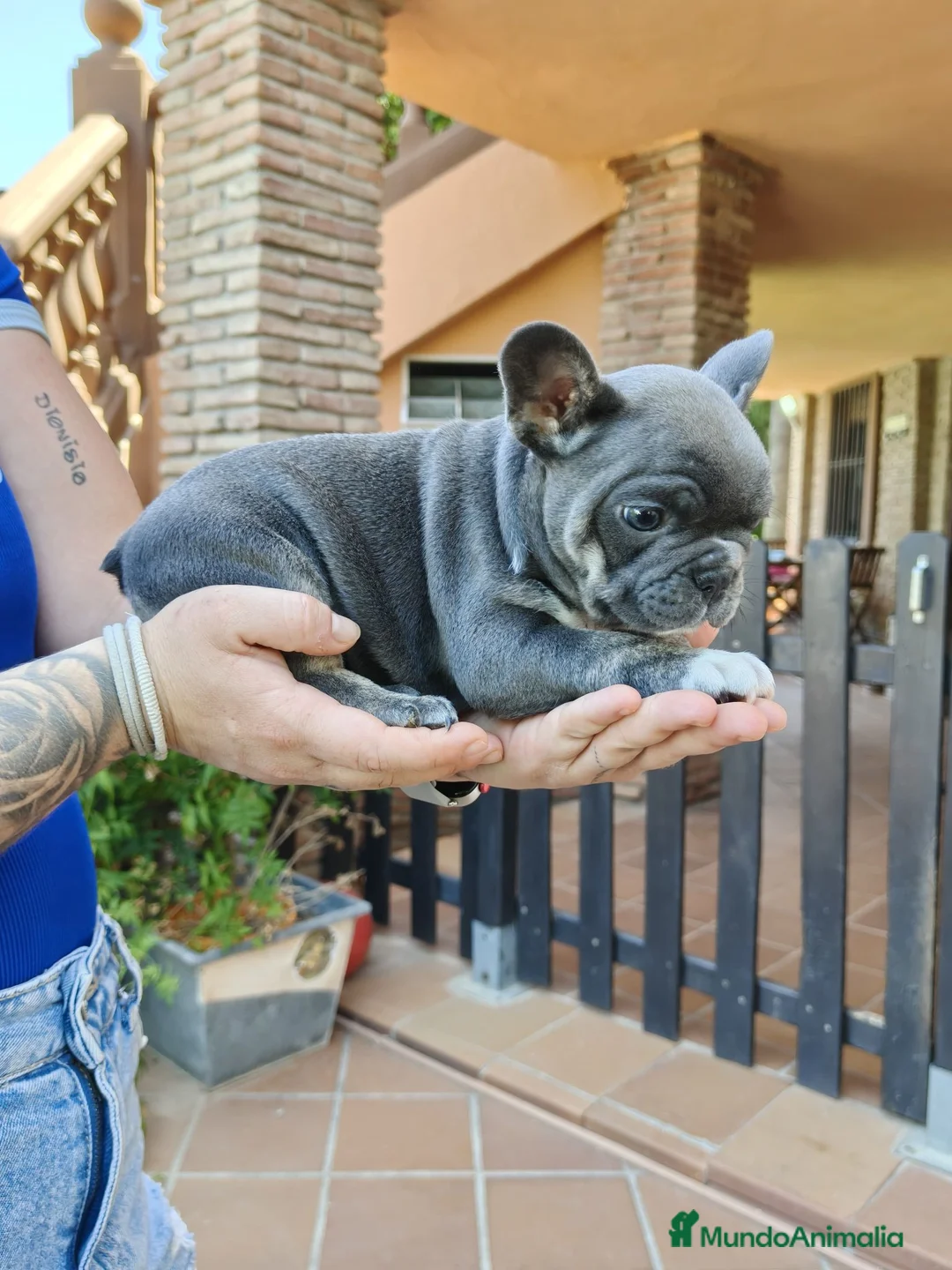 Bulldog Francés perros en venta: Bulldog francés blue  - Anuncio 6
