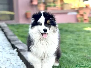 Pastor Australiano perros Precioso macho negro tricolor - Anuncio 2