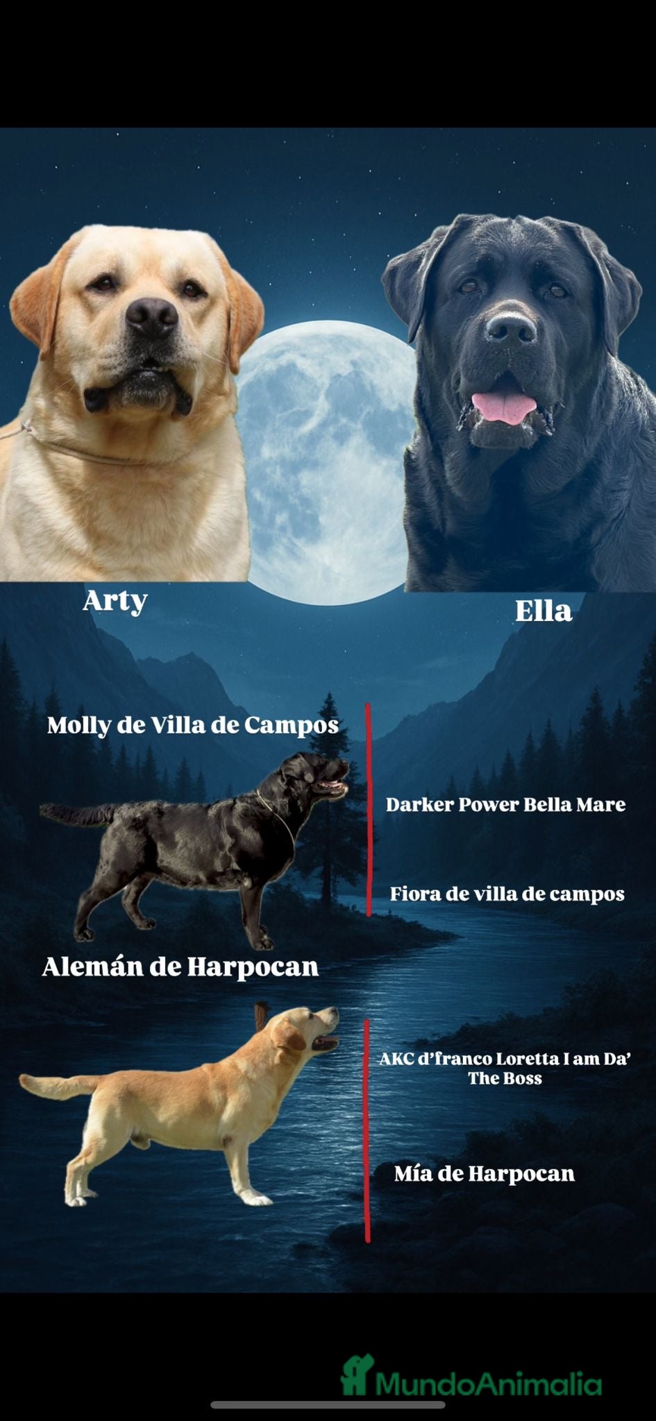 Labrador Retriever perros Impresionantes cachorros de labrador  - Anuncio 7