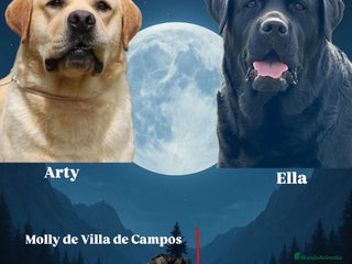 Labrador Retriever perros Impresionantes cachorros de labrador - Anuncio 7