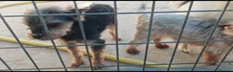 Yorkshire Terrier perros en adopcion: Yorkshire en adopción  - Anuncio 2