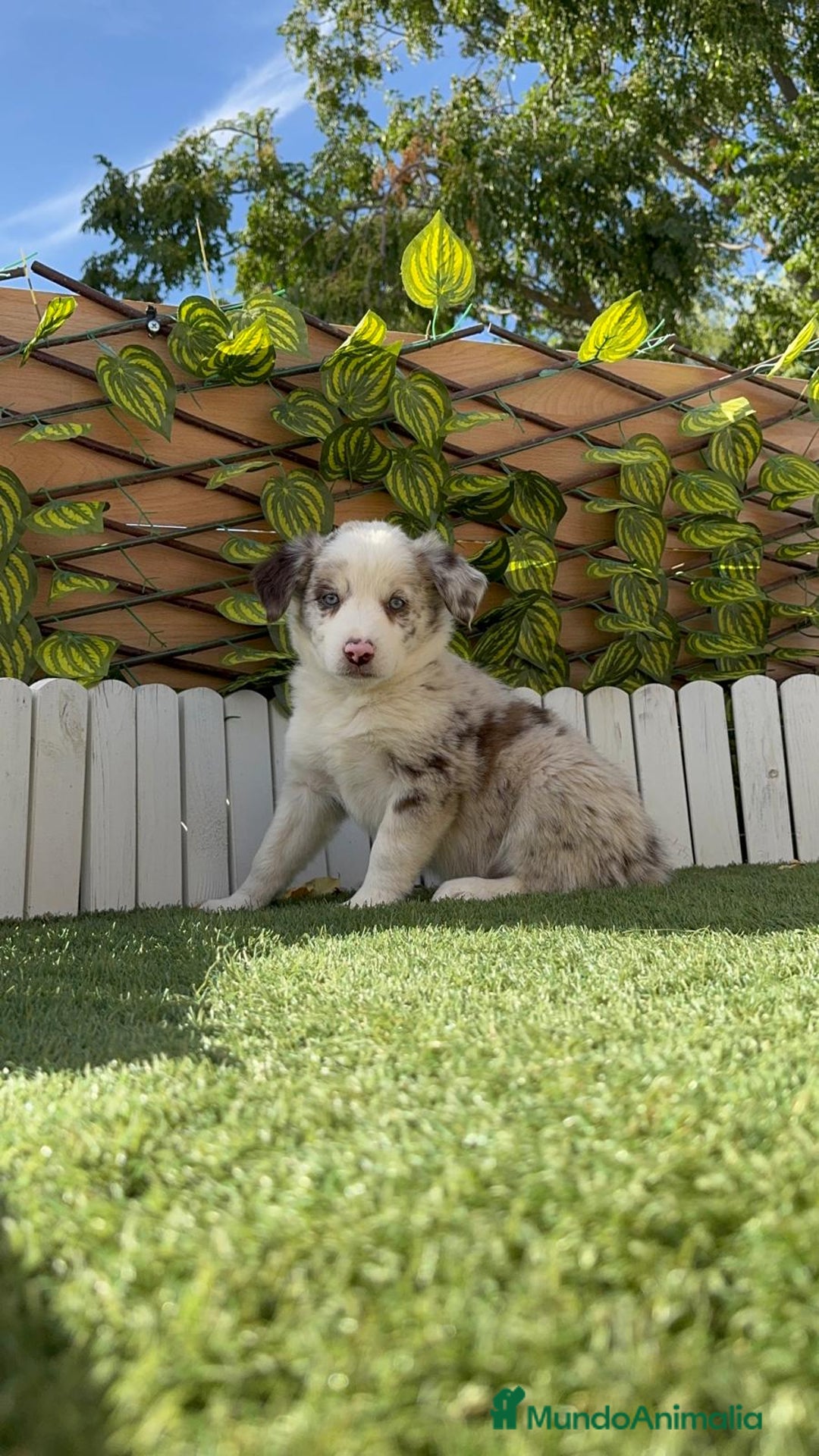 Border Collie perros en venta: BORDER COLLIE HEMBRA RED MERLE - Imagen 18