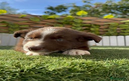 Border Collie perros en venta: BORDER COLLIE HEMBRA - Imagen 13