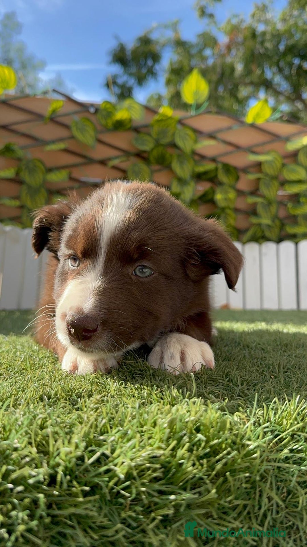 Border Collie perros en venta: BORDER COLLIE HEMBRA - Imagen 13