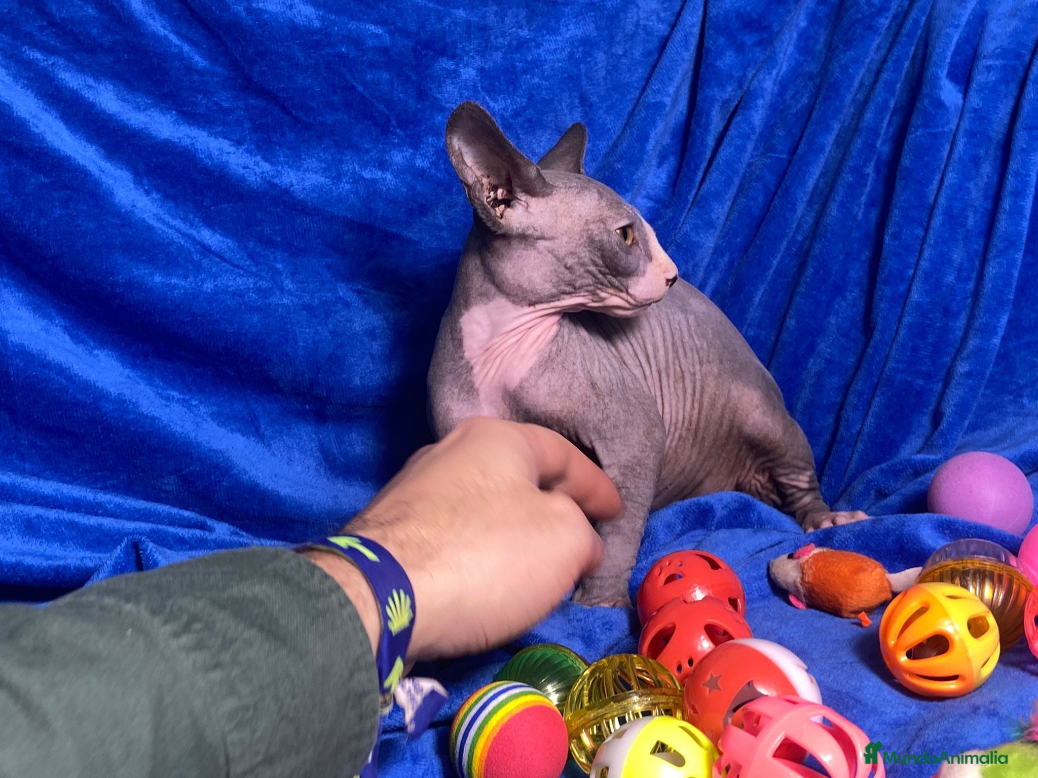 Sphynx gatos GATITO SPHYNX - Anuncio 1