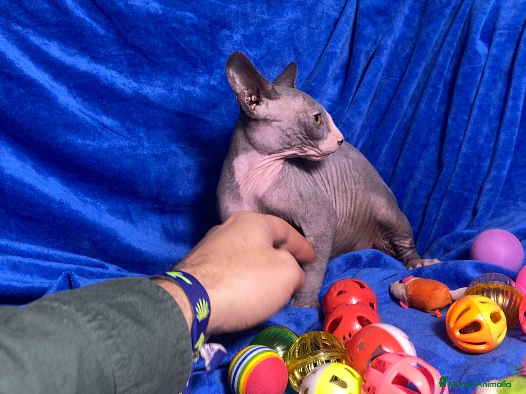 Sphynx gatos en venta: GATITO SPHYNX - Anuncio 1