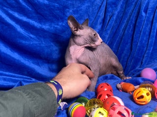 Sphynx gatos GATITO SPHYNX - Anuncio 1
