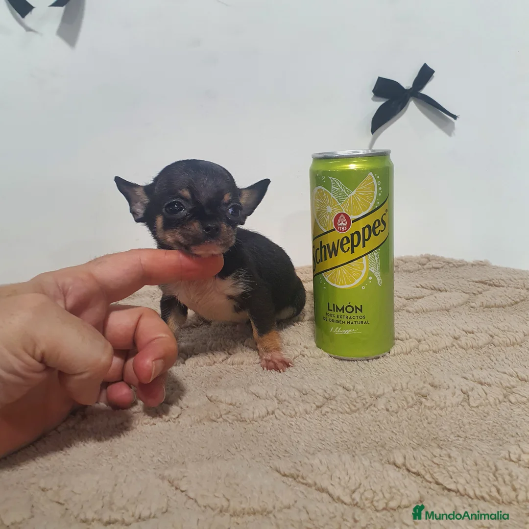 Chihuahua perros en venta: Chihuahua miniatura  - Anuncio 2