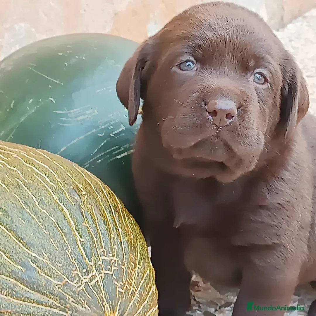 Imagen de galería {{count}}