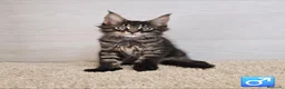 Maine Coon gatos en venta: Gatitos Maine Coon - Anuncio 2