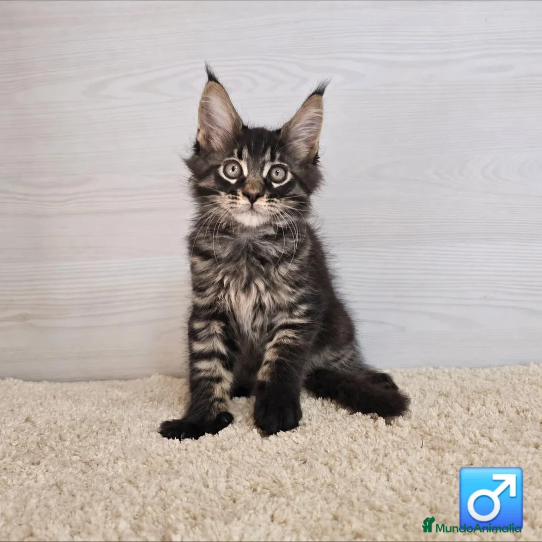 Maine Coon gatos en venta: Gatitos Maine Coon - Anuncio 2
