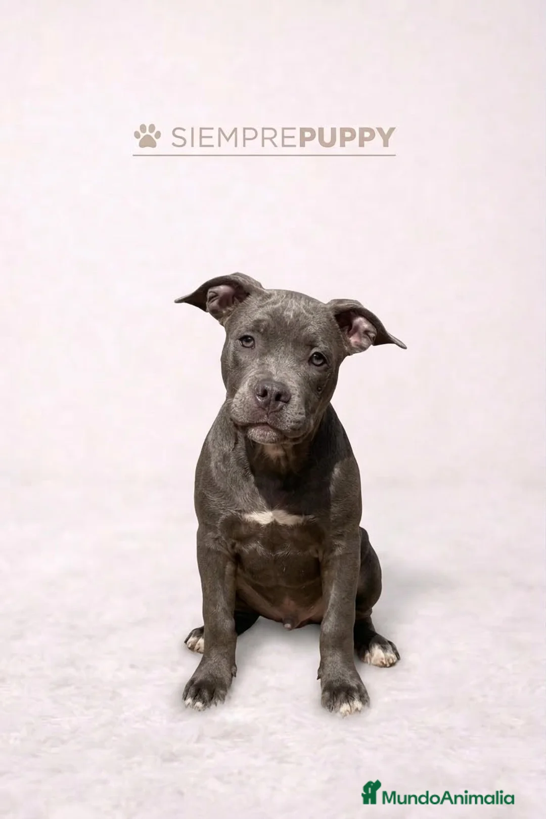 American Bully perros en venta: AMERICAN BULLY CACHORRO - Anuncio 2
