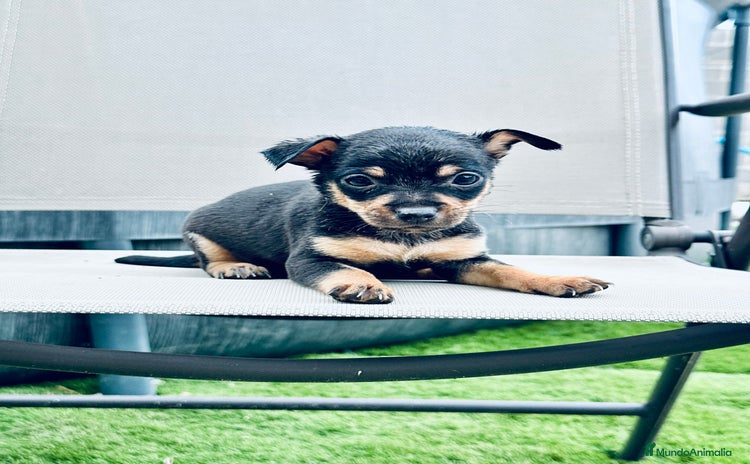 Chihuahua perros - Anuncio 9