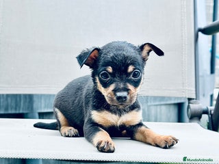Chihuahua perros - Anuncio 15