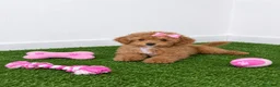 Caniche Toy perros en venta: Impresionante hembra de caniche toy - Anuncio 3
