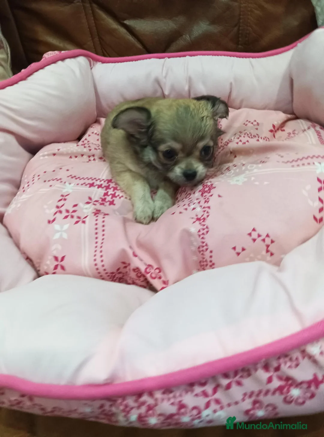 Chihuahua perros en venta: CHIHUAHUA TOY - Anuncio 9