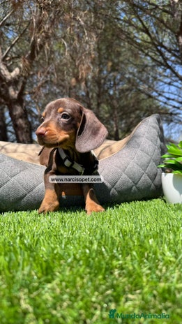 Teckel Miniatura perros CRIADERO TECKEL KANINCHEN - Anuncio 12