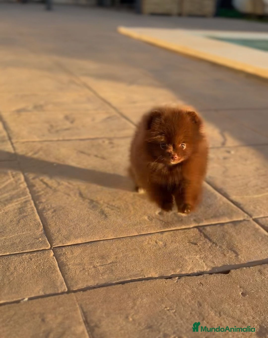 Pomerania perros en venta: Camadas de Pomerania - Anuncio 2