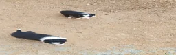 Border Collie perros en adopcion: Preciosos border collie - Anuncio 3