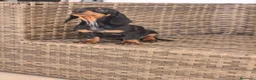 Teckel Miniatura perros en venta: Teckel Mini Negra y Fuego hembra disponible  - Anuncio 5