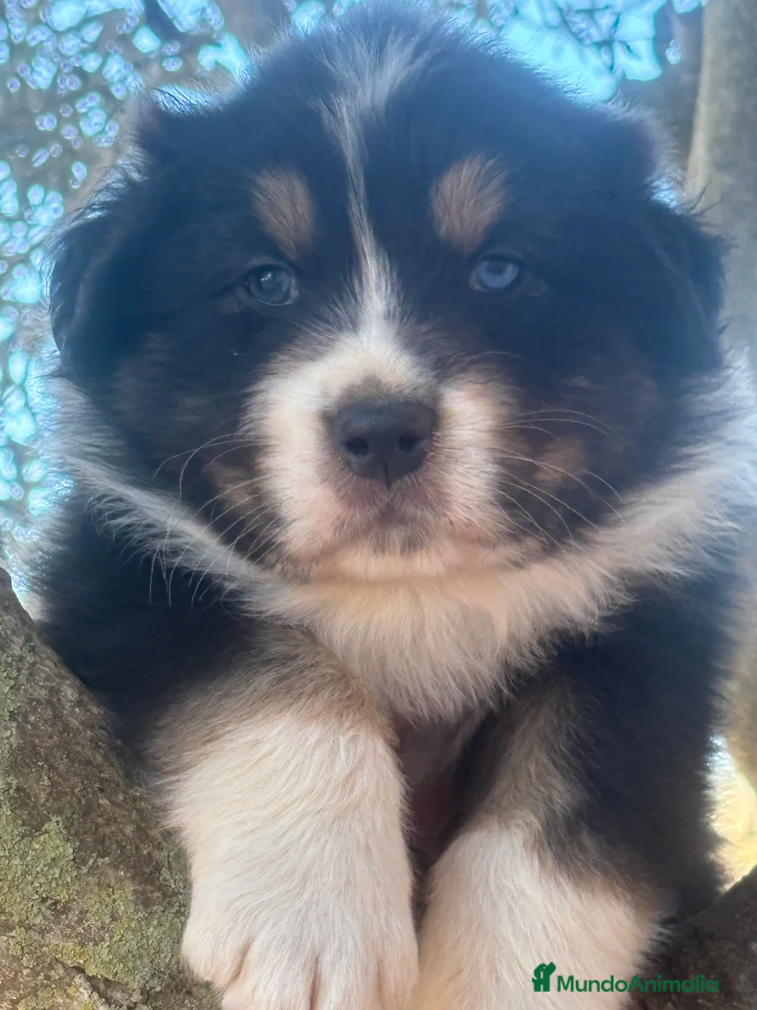 Pastor Australiano perros en venta: Macho pastor australiano - Anuncio 7